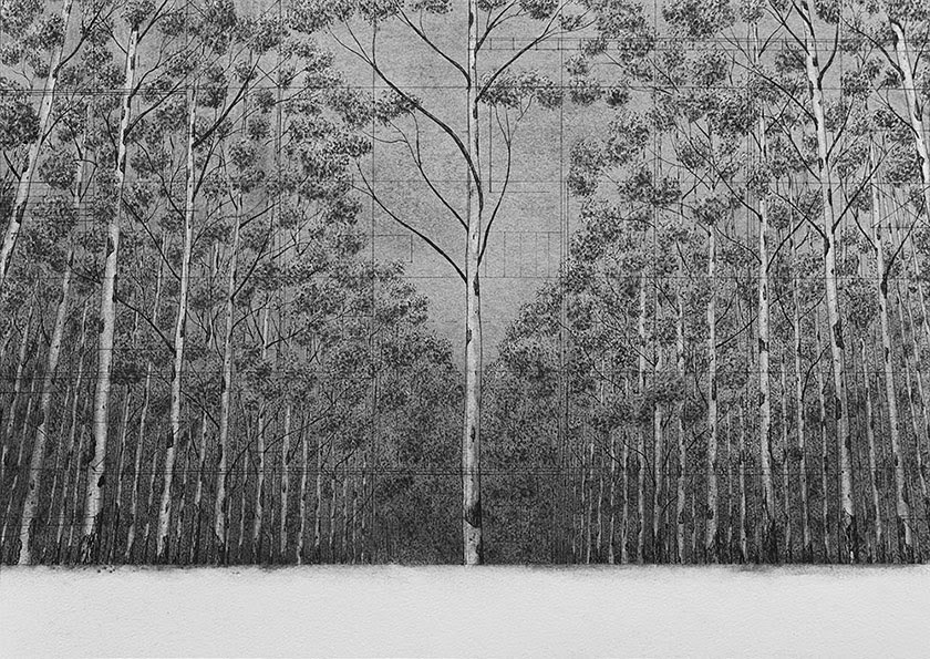 Trees, by man - 6 India Ink & charcoal on paper. 420 x 295mm