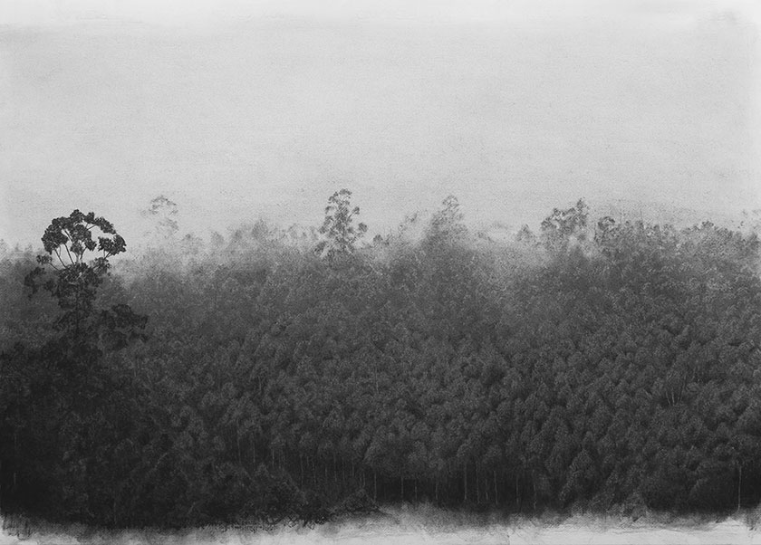 Trees, by man - 8 Charcoal on paper. 1000 x 700mm