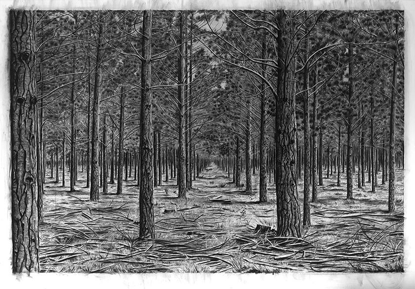 Trees, by man - 10 India Ink & charcoal on paper. 1800 x 1250 mm