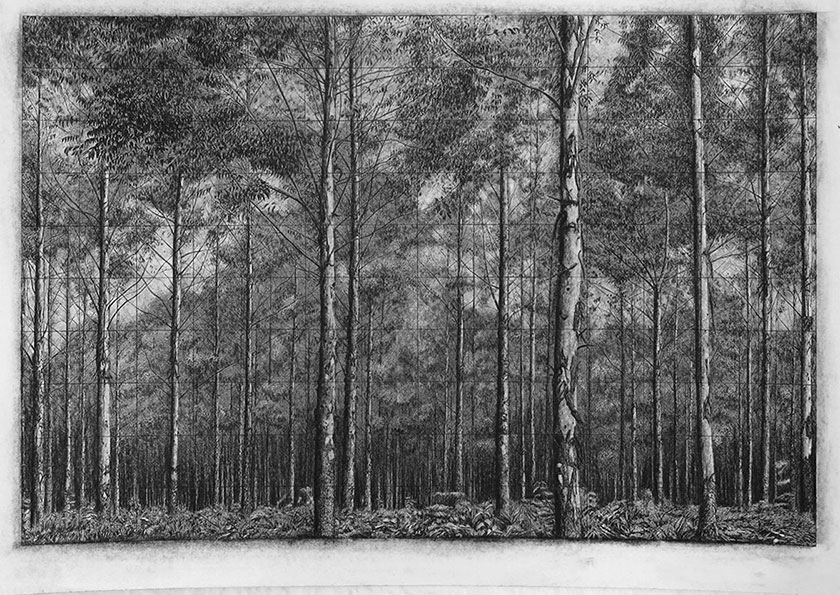 Trees, by man - 13 India Ink & charcoal on paper. 700 x 550mm