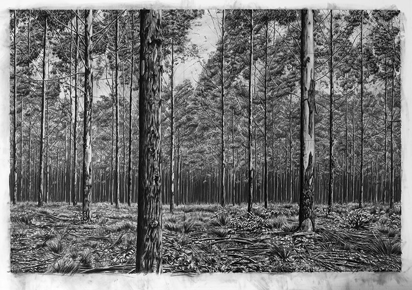 Trees, by man - 14 India Ink & charcoal on paper. 1800 x 1250 mm