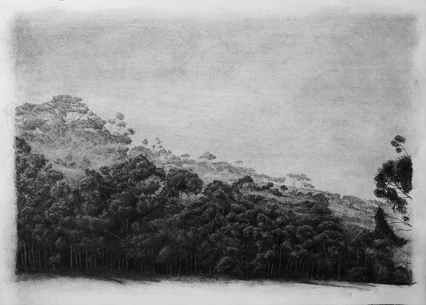 Trees, by man - 15 Charcoal on paper. 1070 x 790mm