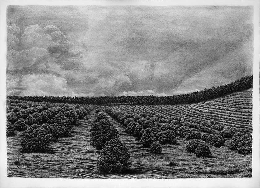 Trees By Man - 26 India Ink on paper. 1070 x 790mm